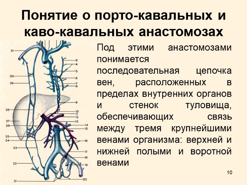 10 Понятие о порто-кавальных и каво-кавальных анастомозах Под этими анастомозами понимается последовательная цепочка вен,